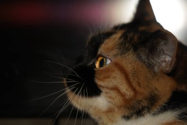 A calico cats face is shown in stunning detail, showcasing its tri-colored fur of white, black, and orange. The close-up emphasizes the beauty of its markings. Its gaze conveys a sense of curiosity clipart