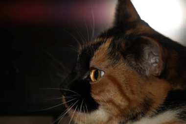 Beyaz, siyah ve turuncu renkli kürkünü sergileyen bir yavru kedi yüzü çarpıcı detaylarla gösterilir. Yakın çekim işaretlerinin güzelliğini vurguluyor. Bakışları merak uyandırıyor.