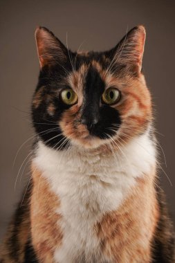 Görüntü, tekir bir kedinin sevimli yüzünü gösteriyor. Beyaz, siyah ve turuncu kürk kombinasyonu. Beyaz arka plan onun eşsiz ceket desenini vurgular