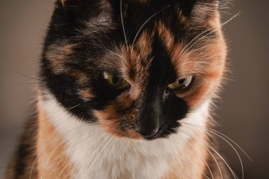 Görüntü, tekir bir kedinin sevimli yüzünü gösteriyor. Beyaz, siyah ve turuncu kürk kombinasyonu. Beyaz arka plan onun eşsiz ceket desenini vurgular