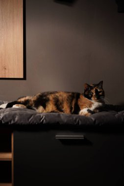 Sakin bir kapalı alanda, gri bir yastığın üzerinde bir yavru kedi uzanır. Sakin atmosfer kedilerin canlı paltolarının cazibesini artırır. Odanın basitliği rahatlatıcı bir hava yaratıyor.