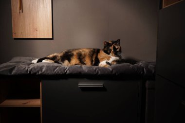 Sıcak bir odada yumuşak, gri bir yastığın üzerinde huzur içinde yatan bir yavru kedi. Renkli kürkü, tarafsız arkaplanda göze çarpıyor. Sakin ortamda sıcaklık ve rahatlık yayılıyor.