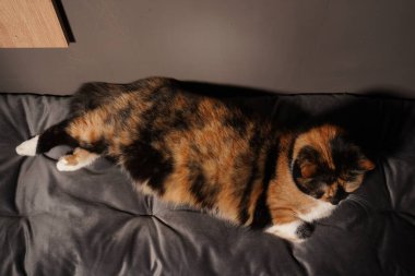 Sıcak bir odada yumuşak, gri bir yastığın üzerinde huzur içinde yatan bir yavru kedi. Renkli kürkü, tarafsız arkaplanda göze çarpıyor. Sakin ortamda sıcaklık ve rahatlık yayılıyor.