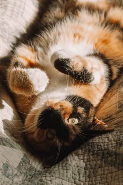 A relaxed calico cat stretches on a soft blanket, its paws up and fur glowing in the suns rays. The white, black, and orange colors of its coat shine beautifully in the natural light clipart