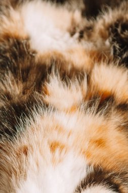 Beyaz, siyah ve turuncu kürklü bir yavru kedi sıcak bir battaniyeye sarılır ve yumuşak gün ışığında güneşlenir. Neşeli poz ve sıcak ışıklandırma huzur verici ve iç açıcı bir sahne yaratır.