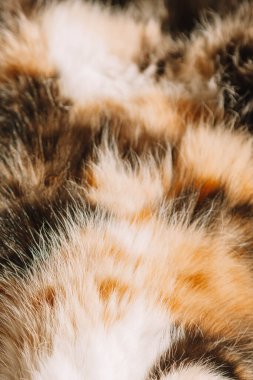 Beyaz, siyah ve turuncu kürklü bir yavru kedi sıcak bir battaniyeye sarılır ve yumuşak gün ışığında güneşlenir. Neşeli poz ve sıcak ışıklandırma huzur verici ve iç açıcı bir sahne yaratır.