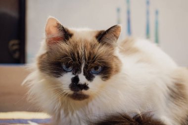 This beautiful cat, resembling a Neva Masquerade breed, sits calmly on the bedspread. Its white fur and expressive brown mask create a perfect harmony of elegance and charm clipart