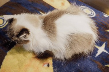 A Neva Masquerade cat rests on a cozy blue carpet, showing off its exquisite fur. Its shining blue eyes create a sense of elegance and wonder. The cat is sleeping and resting, showing off its muzzle clipart