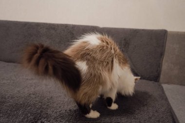 A cat with white fur and a brown mask walks on a gray sofa. The resemblance to the Nevsky Masquerade adds to its appeal, making it striking clipart