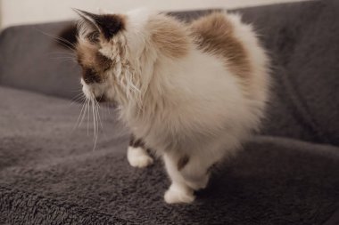 Beyaz kürklü ve kahverengi maskeli bir kedi gri bir kanepede yürür. Nevsky Maskeli Balosu 'na olan benzerliği çekiciliğini artırıyor ve onu çarpıcı kılıyor.