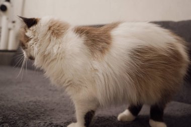 Beyaz kürklü ve kahverengi maskeli bir kedi gri bir kanepede yürür. Nevsky Maskeli Balosu 'na olan benzerliği çekiciliğini artırıyor ve onu çarpıcı kılıyor.