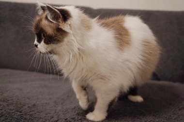 A cat with white fur and a brown mask walks on a gray sofa. The resemblance to the Nevsky Masquerade adds to its appeal, making it striking clipart