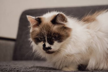 Yüzünde kahverengi bir maske olan beyaz kürklü bir kedi gri bir kanepede zarif bir şekilde oturur. Duruşu Neva Masquerade cinsine olan benzerliğini vurguluyor. Kapalı bir güzellik anı.