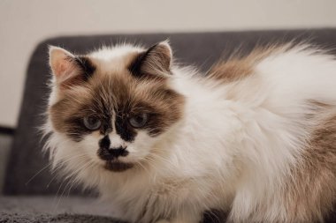 Yüzünde kahverengi bir maske olan beyaz kürklü bir kedi gri bir kanepede zarif bir şekilde oturur. Duruşu Neva Masquerade cinsine olan benzerliğini vurguluyor. Kapalı bir güzellik anı.