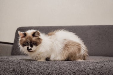 Yüzünde kahverengi bir maske olan beyaz kürklü bir kedi gri bir kanepede zarif bir şekilde oturur. Duruşu Neva Masquerade cinsine olan benzerliğini vurguluyor. Kapalı bir güzellik anı.