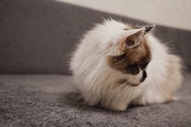 The soft plush fur of the Neva Masquerade cat attracts attention. Its characteristic facial features emphasize its unique beauty. The cat turns its face away from the photo frame clipart