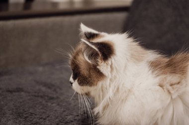 Yüzünde kahverengi bir maske olan beyaz kürklü bir kedi gri bir kanepede zarif bir şekilde oturur. Duruşu Neva Masquerade cinsine olan benzerliğini vurguluyor. Kapalı bir güzellik anı.