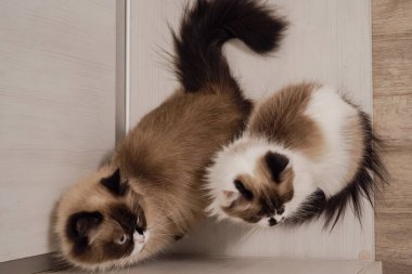 These Neva Masquerade cats with sparkling blue eyes are the epitome of beauty. Their flowing fur stands out against the wooden floor. Together they create a harmonious scene clipart