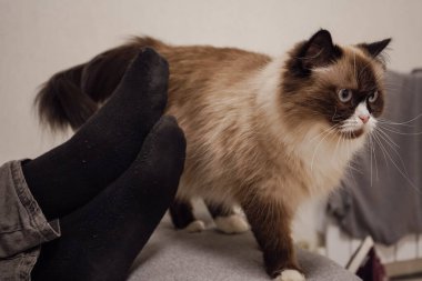 The photo shows human legs. The Neva Masquerade cat stands at full height in all its glory. The beautiful brown mask on the cat's face is characteristic of the breed clipart