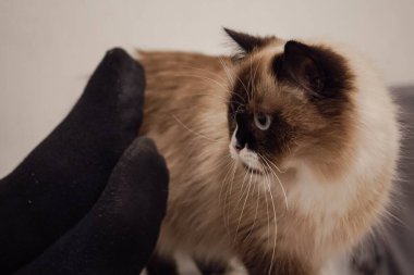 Fotoğraf insan bacakları gösteriyor. Neva Maskeli Balo kedisi tüm ihtişamıyla dimdik ayakta duruyor. Kedinin yüzündeki güzel kahverengi maske cinsin karakteristik özelliğidir.
