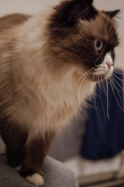 Çarpıcı maske benzeri işaretleriyle Neva Maskeli Balo kedisi muhteşem görünüyor. Kalın, yumuşak kürkü onu hem asil hem de rahat gösteriyor. Fotoğraf projeleri için çarpıcı bir kedi.