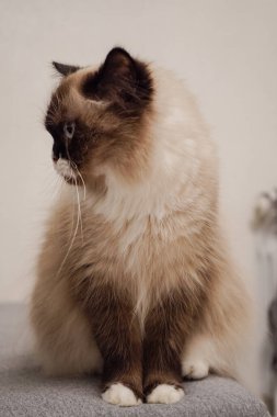 Çarpıcı maske benzeri işaretleriyle Neva Maskeli Balo kedisi muhteşem görünüyor. Kalın, yumuşak kürkü onu hem asil hem de rahat gösteriyor. Fotoğraf projeleri için çarpıcı bir kedi.