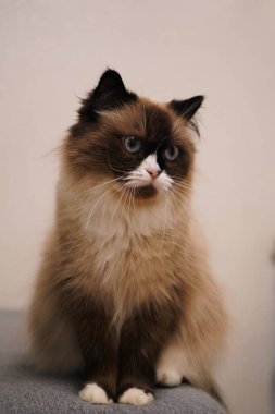 Neva Masquerade kedisi çarpıcı mavi gözleri ve kabarık bir paltoyla zarafet yayıyor. Maske benzeri yüz işaretleri gizemli cazibesini arttırıyor. Kedi fotoğrafçılığı meraklıları için mükemmel bir arkadaş.