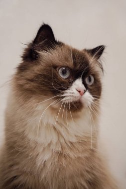 Neva Masquerade kedisi çarpıcı mavi gözleri ve kabarık bir paltoyla zarafet yayıyor. Maske benzeri yüz işaretleri gizemli cazibesini arttırıyor. Kedi fotoğrafçılığı meraklıları için mükemmel bir arkadaş.