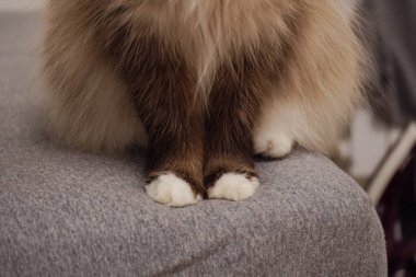 Neva maskeli bir kedinin tüylü patileri beyaz bir pencere eşiğinde incelikle dinleniyor. Kedinin zarif kürkü ve tüylü kuyruğu rahat bir estetik oluşturuyor. Evcil hayvan ve kedi temalı projeler için ideal