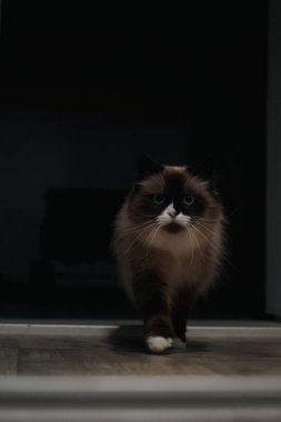 Bu tüylü Nevis maskeli kedi zarif bir şekilde yürüyor, delici mavi gözleri zeka saçıyor. İmzalı maske deseni eşsiz bir dokunuş katıyor. Zarif evcil hayvan resimleri için mükemmel bir konu