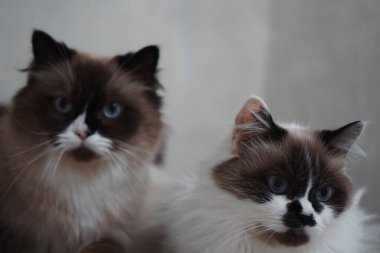 Bu Neva Maskeli Balo kedileri delici mavi gözleriyle zarifçe poz veriyorlar. İpeksi, uzun kürkleri yumuşak ışık altında parıldıyor. Birlikte, görkemli güzelliklerini sergiliyorlar.