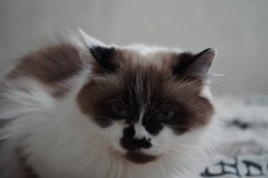 Kabarık paltosuyla Neva Masquerade kedisi güzelliğin simgesidir. Maske benzeri işaretler onu diğerlerinden ayırıyor. Kedinin eşsiz değerini bilenler için zamansız bir imaj.