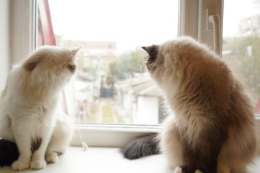 İki Neva Maskeli Balo kedisi açık pencere pervazında oturuyorlar. Lüks kürkleriyle büyülüyorlar. Yumuşak, tüylü kürkleri, asil görünüşlerine vurgu yapıyor. İkili zarafet ve cazibe yayar.