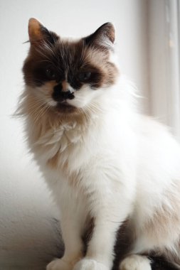 Huzur içinde dinlenen bu tüylü kedi yumuşak, ipeksi kürküyle cazibesini sergiliyor. Karakteristik göz renkleri onu ayırıyor. İçeri sızan ışık Neva Maskeli Balosu 'nun kökenini vurguluyor.