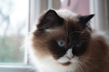 Huzur içinde dinlenen bu tüylü kedi yumuşak, ipeksi kürküyle cazibesini sergiliyor. Karakteristik göz renkleri onu ayırıyor. İçeri sızan ışık Neva Maskeli Balosu 'nun kökenini vurguluyor.