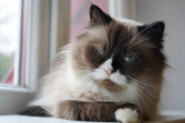 Bu kedi iki renkli parlak gözlü bir Neva Masquerade. Kabarık ceketi mükemmel bir şekilde bakımlı ve parlak. Kedi parlak bir pencere pervazında oturuyor.
