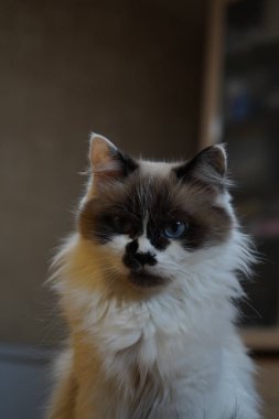 Pencerenin yanında oturan tüylü bir kedi büyüleyici gözlerini gösterir. Lüks kürkü ve koyu benekleri Neva Masquerade cinsinden. Doğal ışıklandırma onun yumuşak özelliklerini vurgular