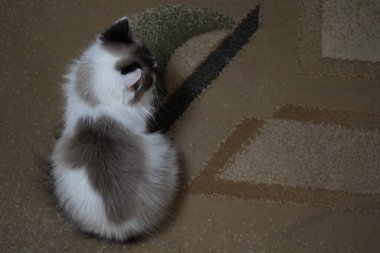 An elegant blue-eyed cat stares straight into the camera. His fluffy fur glistens in the bright light. His calm demeanor exudes charm and grace clipart