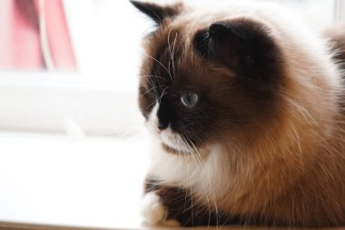 With one blue and one green eye, this fluffy cat sits calmly in natural light. Its soft fur contrasts beautifully with its dark markings. The perfect pose captures its serene beauty clipart