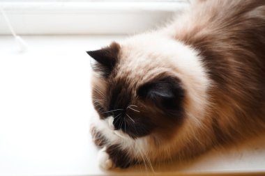 A beautiful cat with striking two-tone eyes and a fluffy coat stares curiously. The blend of dark and light fur highlights its unique charm. Its soft whiskers frame its expressive face clipart