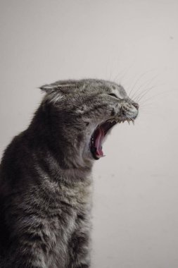 A British Shorthair cat opened its mouth as if yawning. The calm environment creates a sense of calm and attractiveness clipart