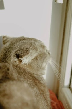 Bu huzurlu manzarada bir kedinin başının arkası sıcak güneş ışığıyla çerçevelenir. Parlayan ışınlar kulaklarını ve kürkünü özetliyor ve büyülü bir etki yaratıyor. Sahne sakin ve doğal bir güzellik yayar.