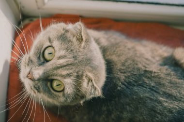 Bir İngiliz Katlayan Kedisi 'nin yüzü, güzel yeşil gözlerine odaklanarak yakın plan çekimde gösterilir. Katlanmış kulaklar ve yumuşak kürk cazibesini arttırır. Yoğun bakışlar, sahneye derinlik ve karakter katar.