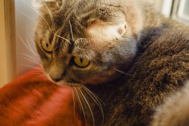 Bir İngiliz Katlayan Kedisi 'nin yüzü, güzel yeşil gözlerine odaklanarak yakın plan çekimde gösterilir. Katlanmış kulaklar ve yumuşak kürk cazibesini arttırır. Yoğun bakışlar, sahneye derinlik ve karakter katar.