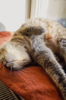 Güneşin altında güneşlenen gri bir kedinin yakın çekimi onun sakin ifadesini yakalar. Yumuşak ışınlar kedinin kürküne vurgu yapıyor ve sıcak ve huzurlu bir manzara yaratıyor. Nazik ışık sihirli bir dokunuş ekler