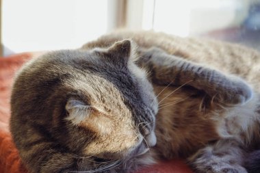 İskoç sürüsünü andıran gri bir kedi pencere pervazında duruyor. Güneş ışığı yumuşak kürkünü nazikçe okşar. O anın sessizliği, kıpkırmızı yastığa rahatlatıcı bir dokunuş katıyor.