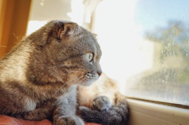İskoç Katliamı 'na benzeyen gri bir kedi pencere eşiğinde rahatça dinleniyor. Yumuşak güneş ışığı tüylü kürkünden güzel bir şekilde yansıyor. Barışçıl atmosfer güneşin sıcaklığıyla güçlenir.