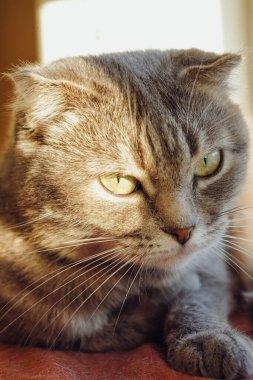 İskoç Katliamı 'na benzeyen gri bir kedi pencere eşiğinde rahatça dinleniyor. Yumuşak güneş ışığı tüylü kürkünden güzel bir şekilde yansıyor. Barışçıl atmosfer güneşin sıcaklığıyla güçlenir.