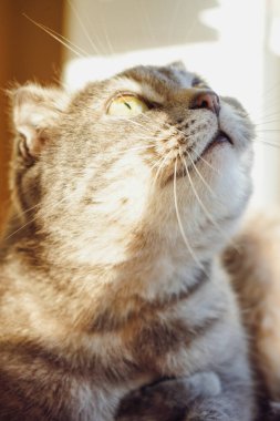 İskoç Katliamı 'na benzeyen gri bir kedi pencere eşiğinde rahatça dinleniyor. Yumuşak güneş ışığı tüylü kürkünden güzel bir şekilde yansıyor. Barışçıl atmosfer güneşin sıcaklığıyla güçlenir.