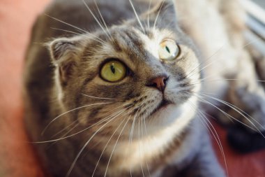 İskoç Katliamı 'na benzeyen gri bir kedi pencere eşiğinde rahatça dinleniyor. Yumuşak güneş ışığı tüylü kürkünden güzel bir şekilde yansıyor. Barışçıl atmosfer güneşin sıcaklığıyla güçlenir.